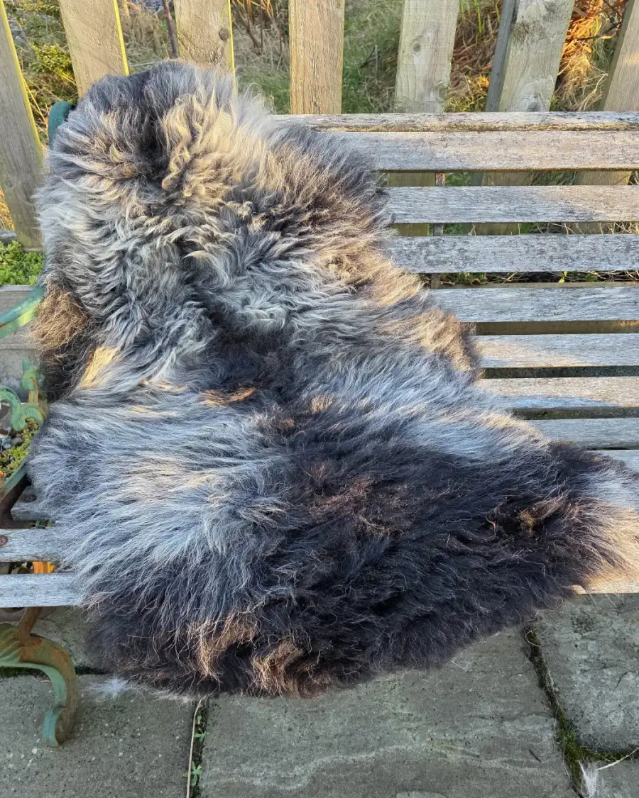 Hebridean X Sheepskin