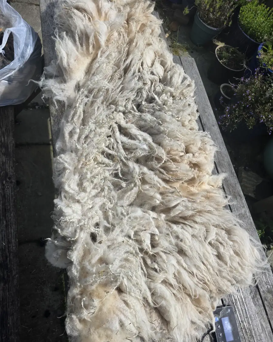 Gotland fleece
