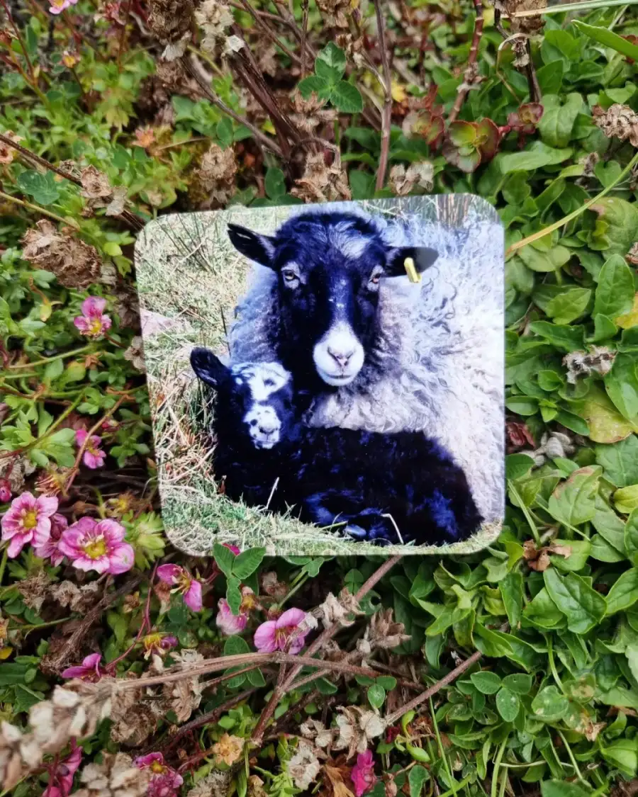 Coaster - sheep
