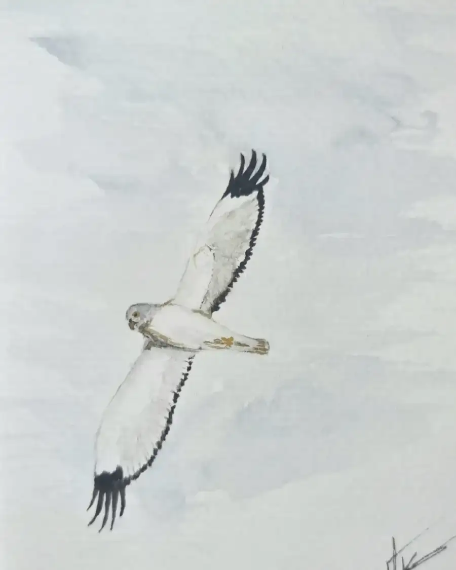 Mini original watercolour of a male hen harrier