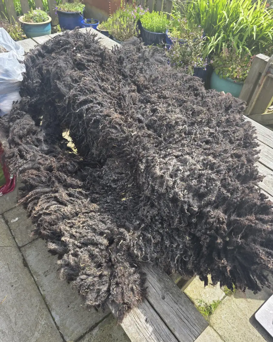 Gotland fleece - whole