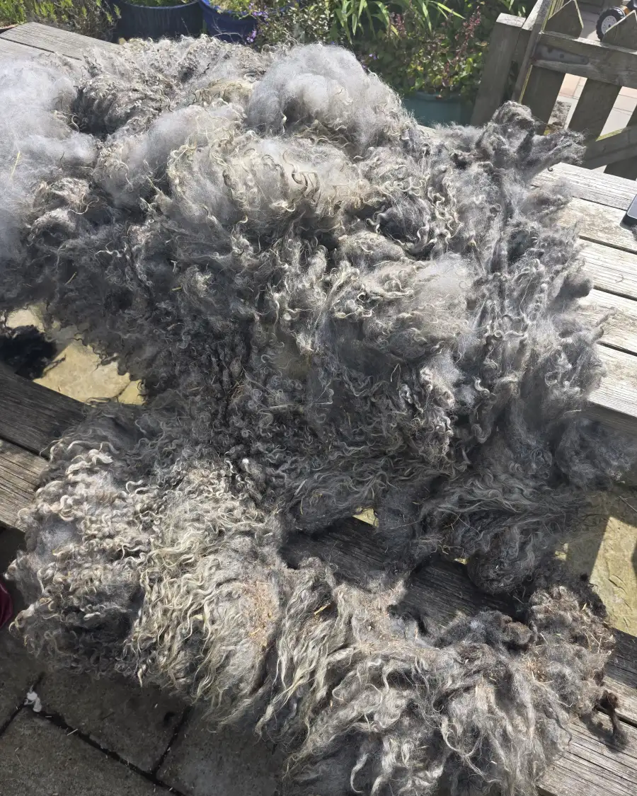 Gotland fleece - whole