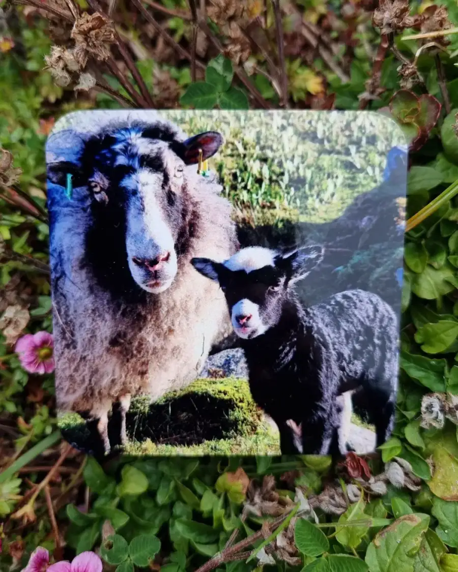 Coaster - sheep