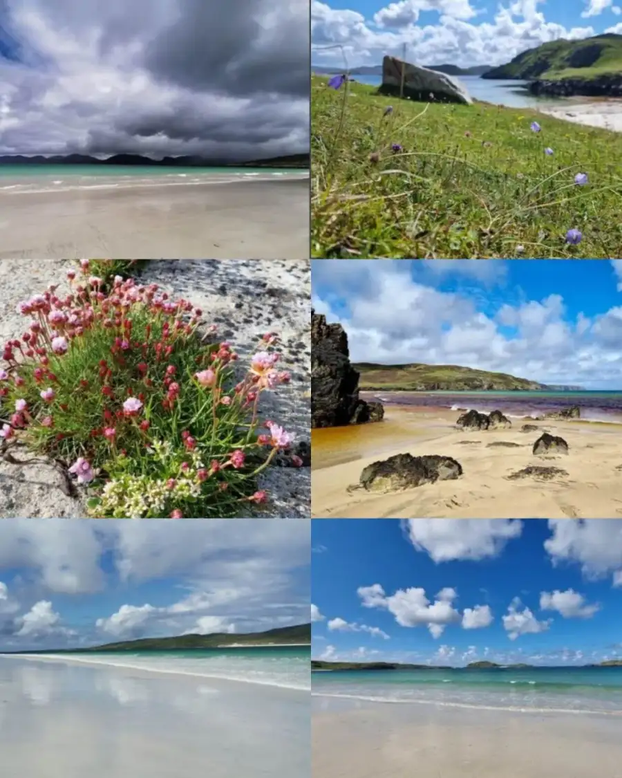 Greetings cards pack of 6 - summer