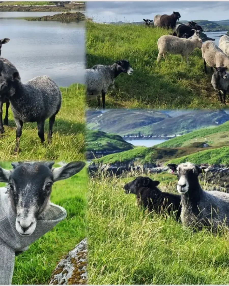 'The Sheep' Puzzle - available now!
