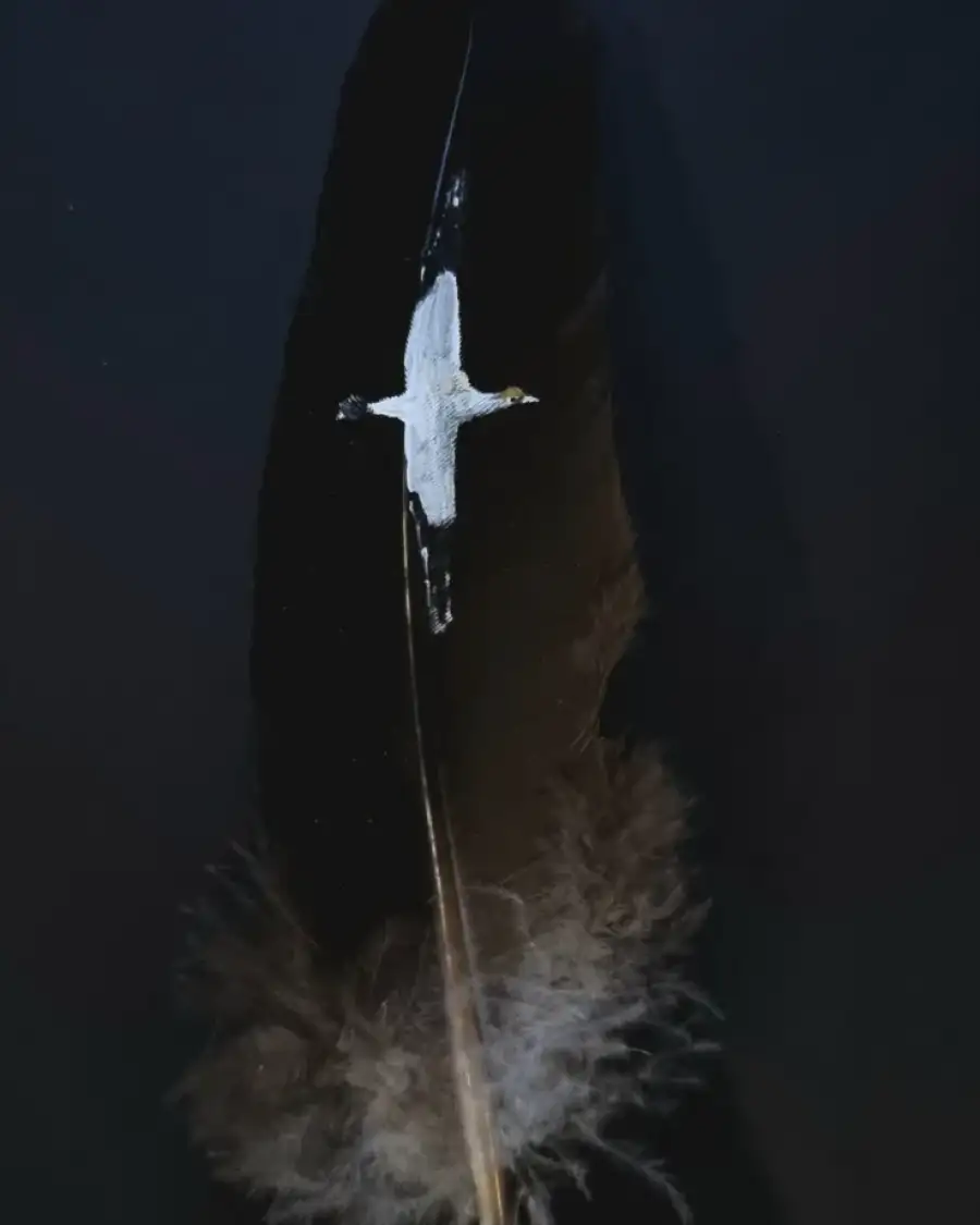 Gannet painted on a goose feather