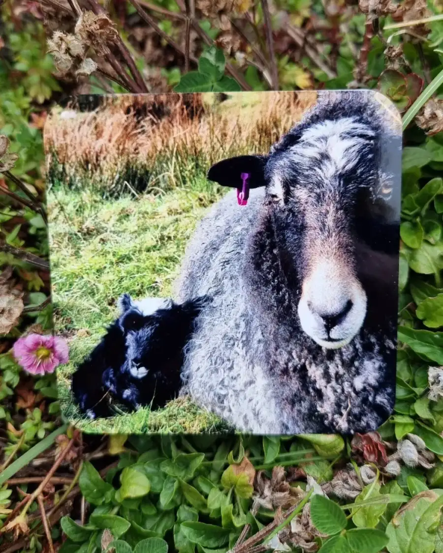 Coaster - sheep