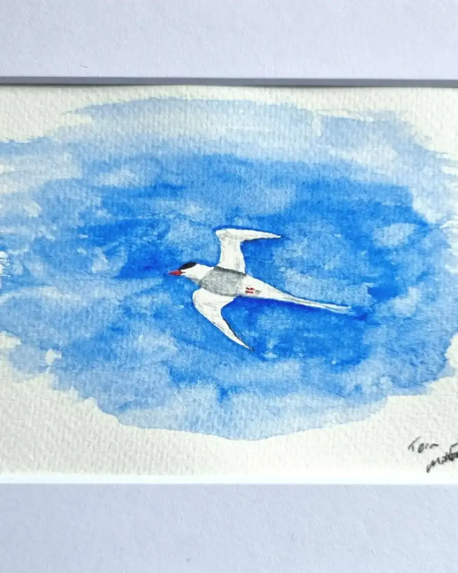 Mini Original Watercolour of a tern