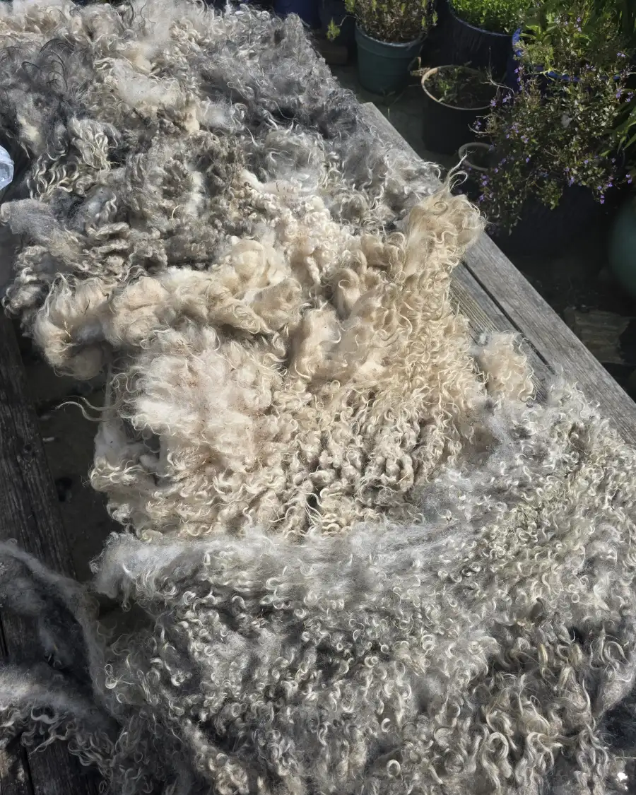 Gotland fleece