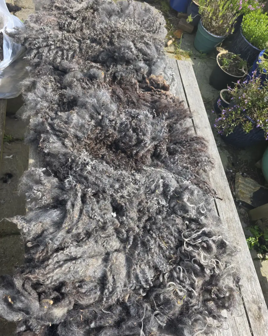 Gotland fleece