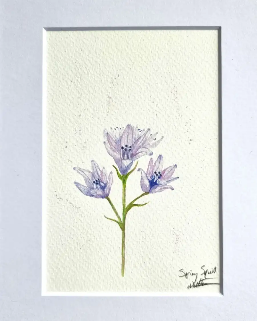 Mini Original Watercolour of  spring squill