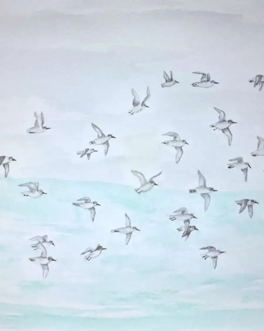 Medium original watercolour of flying sanderlings