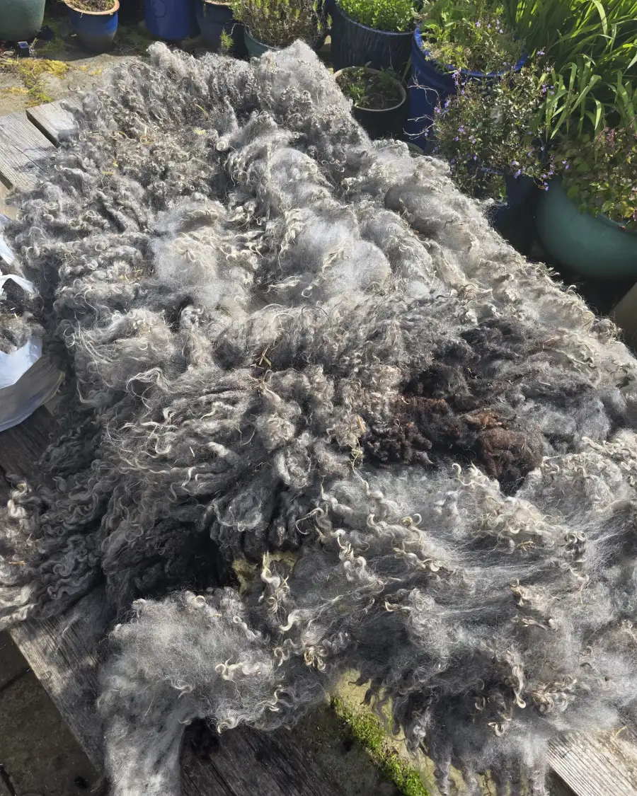 Gotland fleece