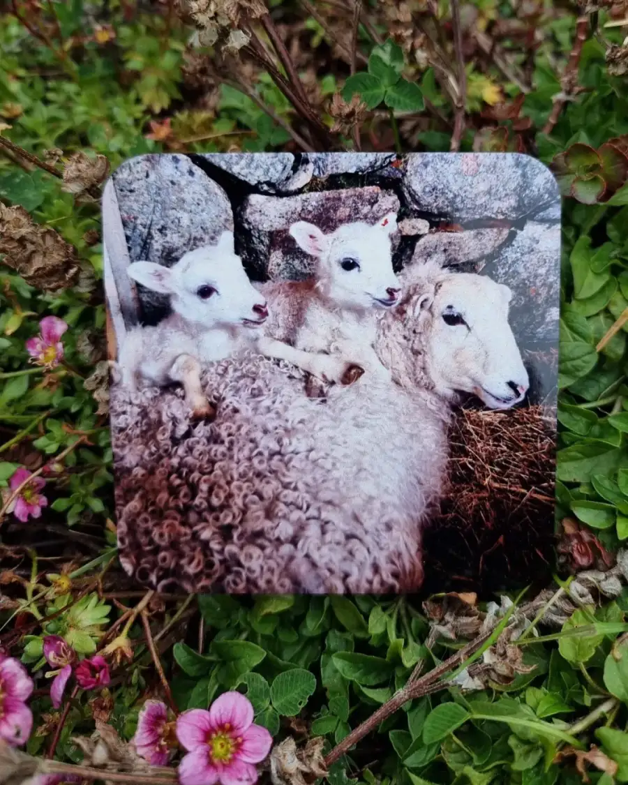 Coaster - sheep