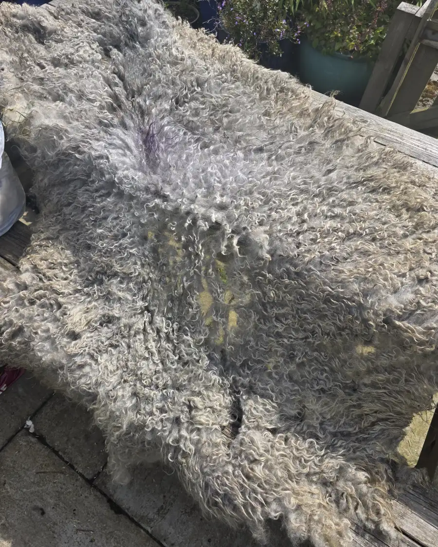 Gotland fleece - whole